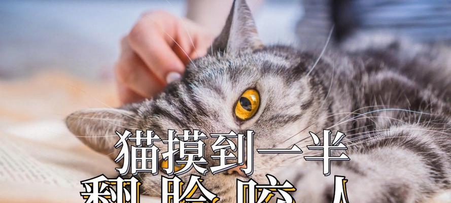 探究猫为何喜欢咬人头发（探秘猫咪与人类头发之间的奇特关系）