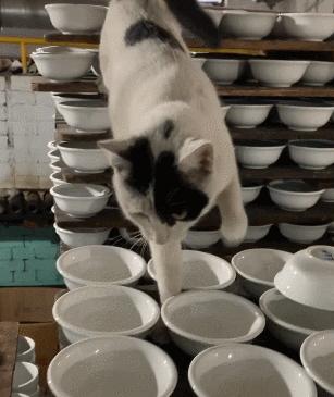 猫咪生产时的主人关怀（照顾母猫与新生崽的指南）