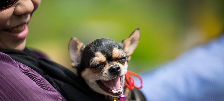 小型犬脾气大的原因及解决方法（了解为什么小型犬脾气大，让你与宠物更和谐相处）