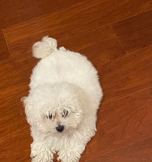 以比熊犬假怀孕为何不吃东西？（分析比熊犬假怀孕引发食欲减退的原因及解决办法）