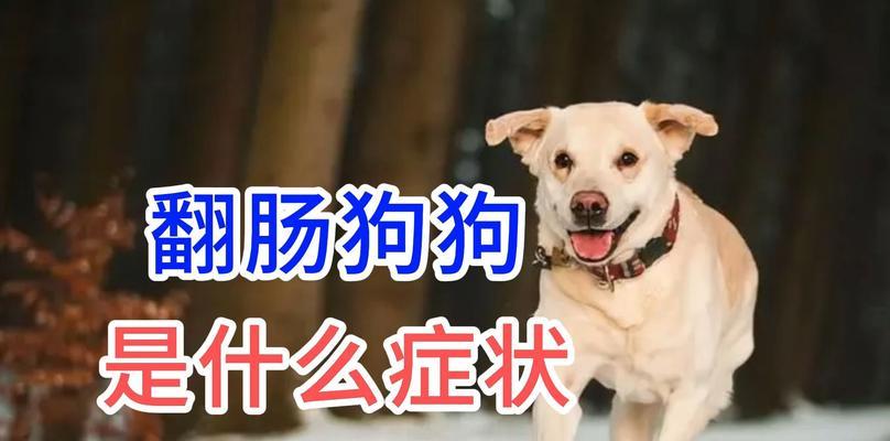狗狗颠痫病禁食指南（宠物狗颠痫病的饮食控制和注意事项）