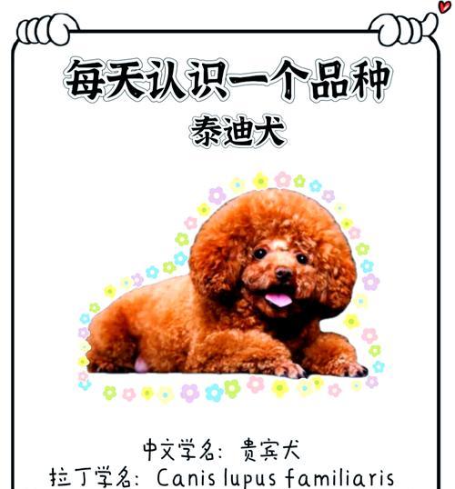 泰迪为什么喜欢走丢？（探究泰迪犬走丢的原因和喜欢探索的天性）