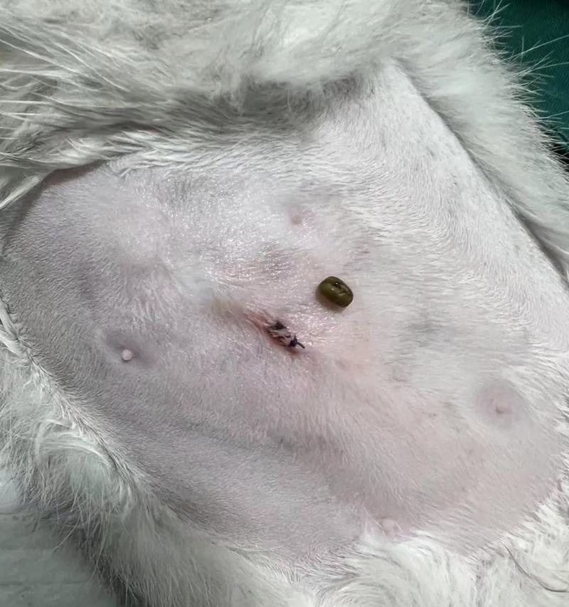 母猫绝育割（了解绝育割的重要性及其好处）