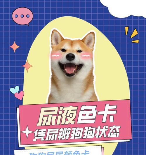 狗狗拉尿出血应该吃什么食物？（帮助狗狗康复的食物选择与注意事项）