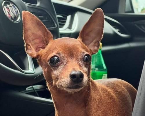 小鹿犬难产的原因及处理方法（探究小鹿犬难产的主要原因以及解决方案）