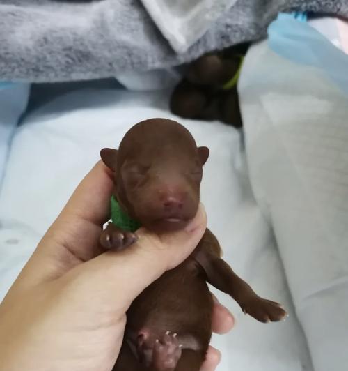 狗狗快要生产的主要症状及应对方法（了解狗狗生产前的迹象，为狗妈妈提供适当的护理）