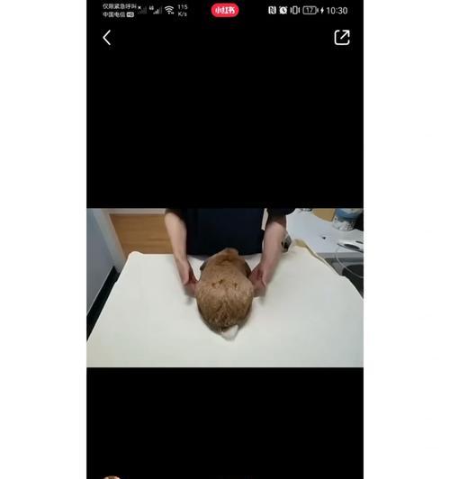 兔兔为什么容易便秘（揭开兔兔便秘之谜，给兔宝宝健康排便的小窍门）