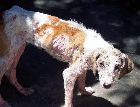 高加索犬之无耳奇谭（探索高加索犬没有耳朵的奥秘）