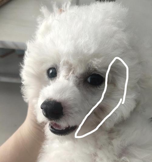 揭秘比熊为何有直毛（探索比熊直毛的原因及其特点）