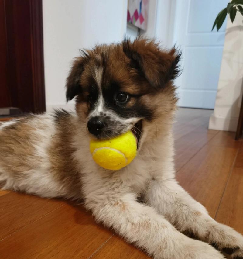 蝴蝶犬的耳朵变化时机（揭秘蝴蝶犬耳朵竖起的关键时刻）