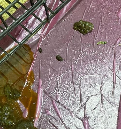 兔子拉稀很臭的原因及解决方法（探究兔子拉稀臭味的来源，提供有效的解决方案）
