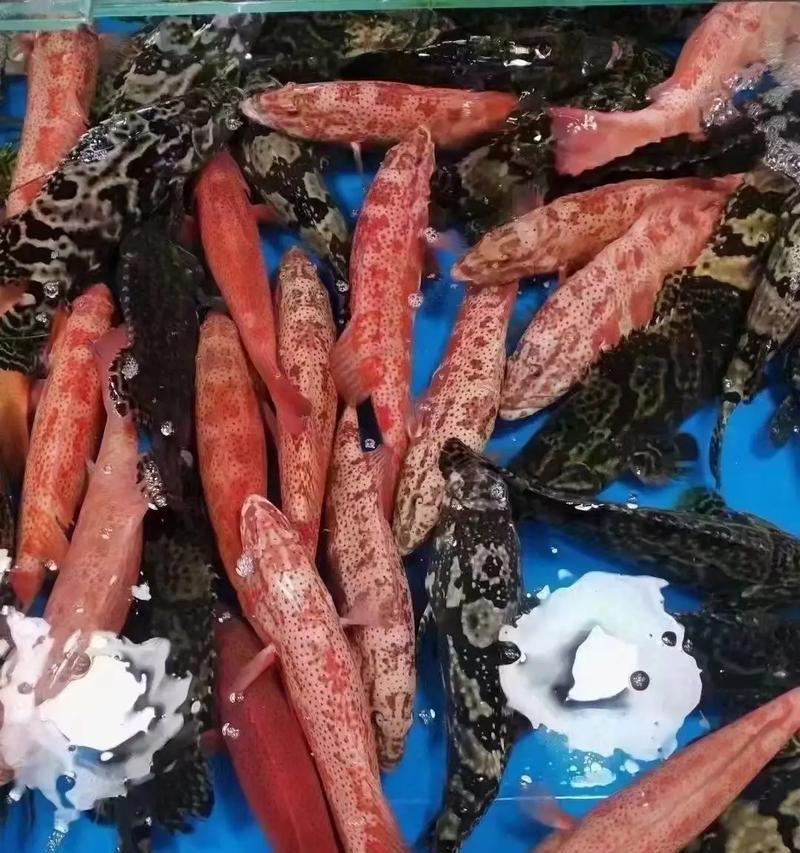 红虎斑品种大观（探索红虎斑世界的迷人品种）