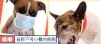 狗的呼吸道感染及其原因分析（了解狗的呼吸道感染，提高狗的健康水平）