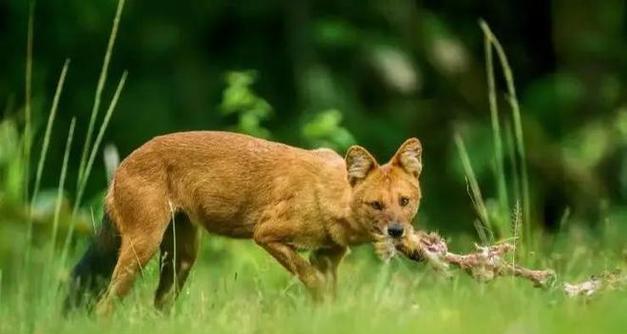 猎犬（野猪患对农田和生态环境的危害与猎犬的应用）