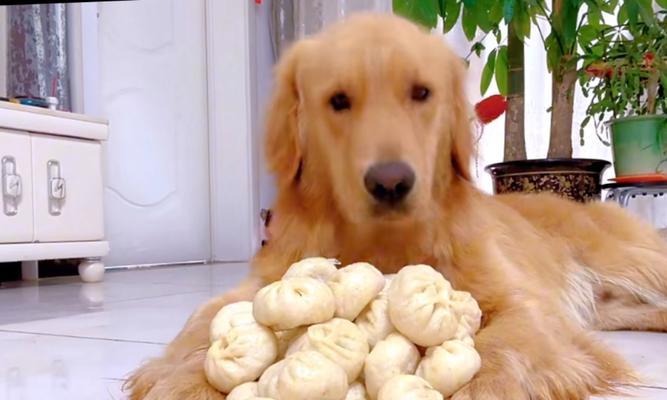 如何让金毛幼犬健康长肉？（以科学饮食为基础，帮助金毛宝宝快速增重）