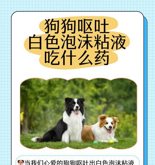 狗狗食物来源不明的原因及解决方法（解析狗狗食物来源不明的背后问题，帮助主人提供安全的饮食环境）
