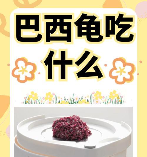 乌龟的最佳饮食选择（探索乌龟的食物世界，为它提供最健康的饮食）