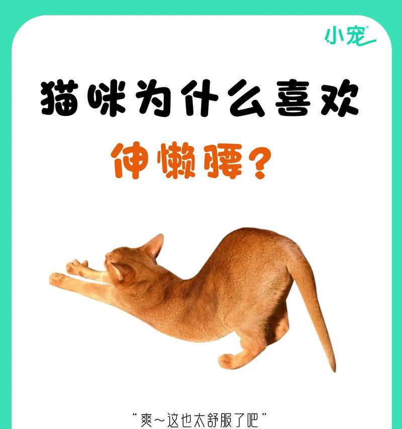 养猫的十大理由（发现生活中的快乐和温暖！）