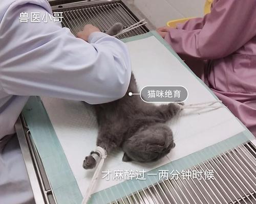 解决猫撒尿问题的有效方法（探索如何让猫停止随地撒尿的科学技巧）