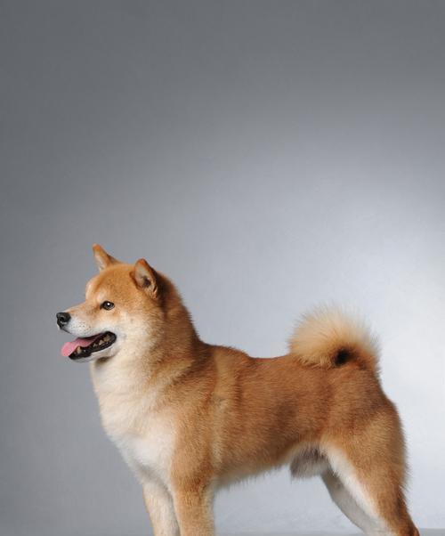 揭秘秋田犬为什么以这种颜色更值钱？（秋田犬毛色的影响因素及市场需求）