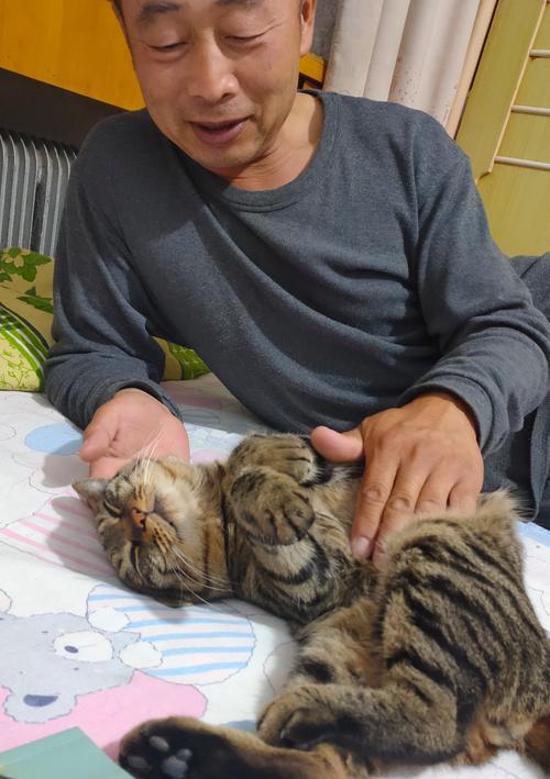 猫咪爱爬床的解决方法（让你的床成为猫咪的安全天地）
