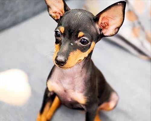 鹿犬与狼杂交的奇特现象（探索杂交兽种的进化之谜）