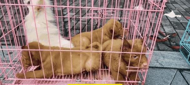 探寻潮汕犬的神秘力量（了解潮汕犬的历史、特点和传承）