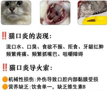 探讨猫咪常见病及防治方法（了解猫咪的常见疾病，保护我们的毛绒小伙伴）