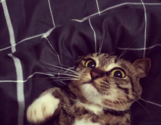 为什么不能对着猫呼吸？（探索猫呼吸对人类健康的影响）
