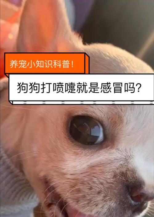 狗拉水，该给它吃什么药？（了解狗拉水的原因和选用适当药物治疗的关键）