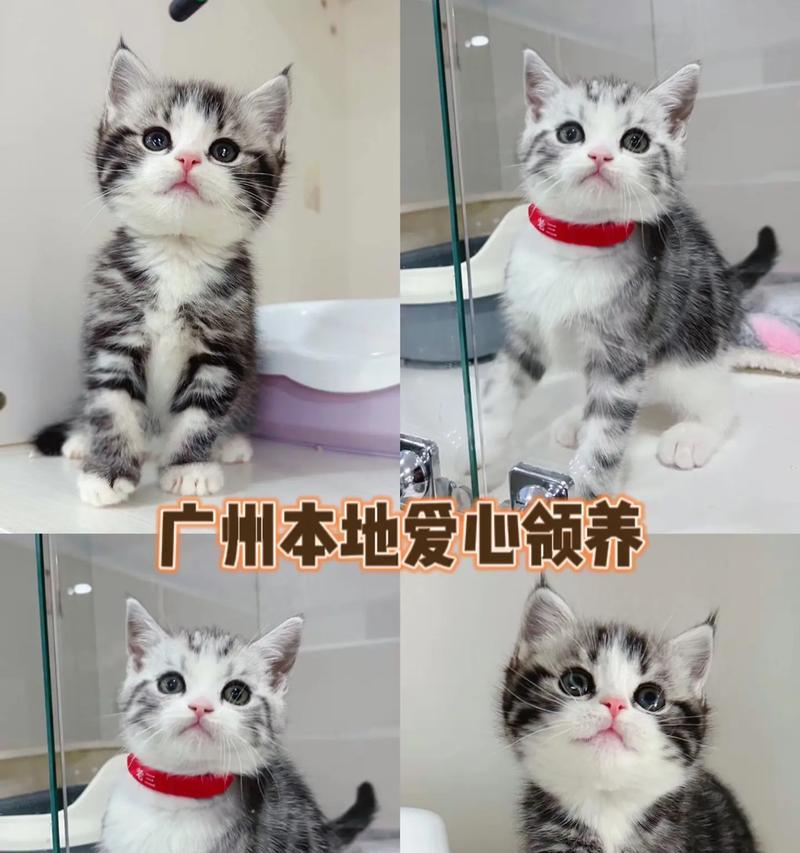 猫咪三个月应该打哪些疫苗？（保护小猫健康，为它的未来奠定基石！）