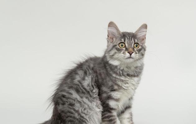 探索短尾把猫的品种之谜（揭秘短尾把猫的历史、特征和饲养要点）