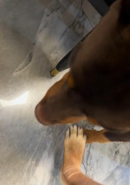 揭秘狗为什么喜欢叼主人的袜子（探究狗狗喜欢叼袜子的原因和解决方法）