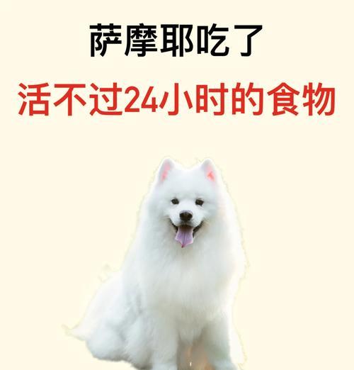 一般萨摩耶的饮食习惯（了解这些关键食物，让你的萨摩耶健康成长）