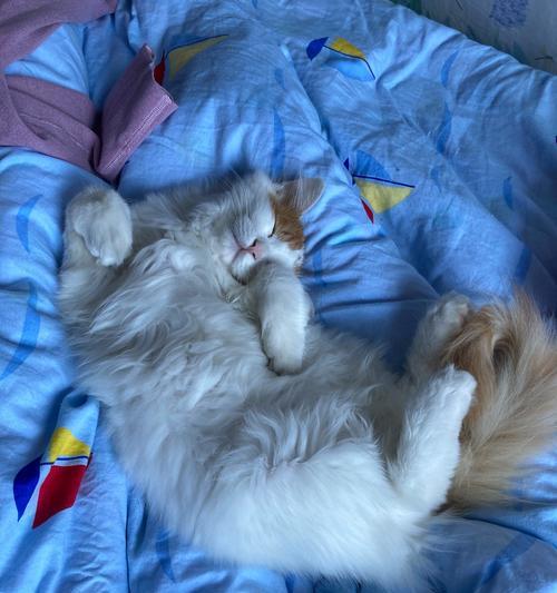 猫咪传腹的原因解析（探究猫咪传腹现象的原因和影响）