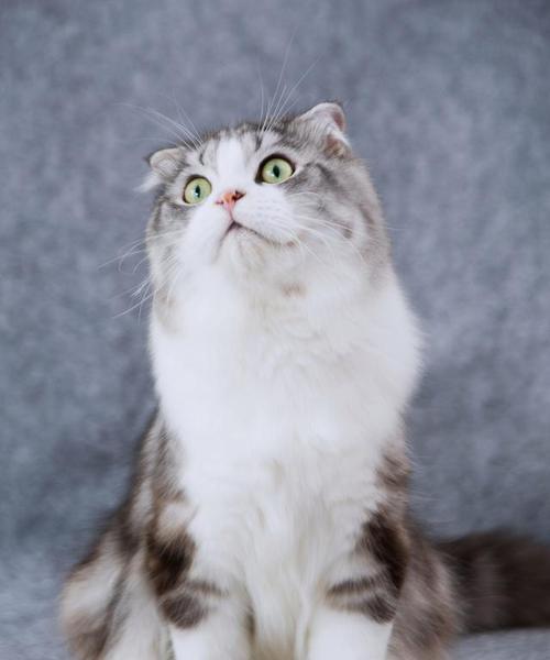 折耳公猫长腮的时候到底是何时？（揭开折耳公猫长腮的神秘面纱）