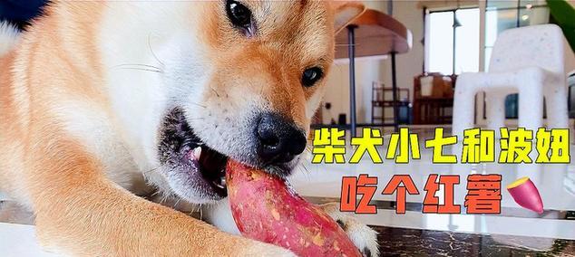 宠物狗吃红薯的好处（红薯对宠物狗的营养与健康起到的作用）