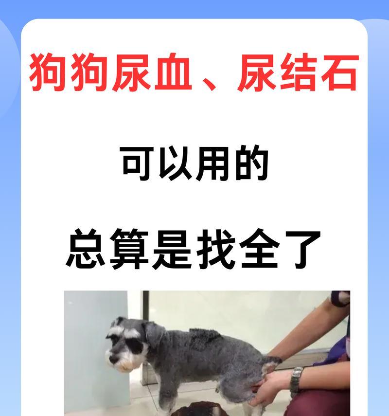 探究公泰迪尿血原因的相关知识（了解公泰迪尿血的常见原因及预防方法）