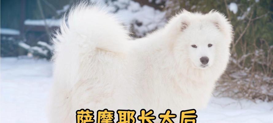 探究萨摩耶为何会咬自己（了解萨摩耶咬自己行为的原因及应对方法）
