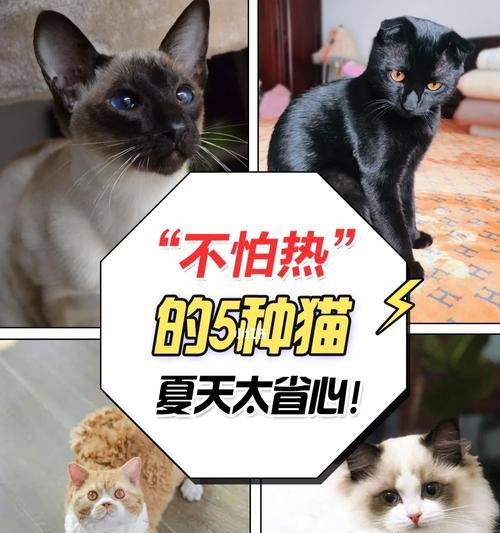 网络猫为什么会发热？（探究网络猫发热的原因及解决方法）