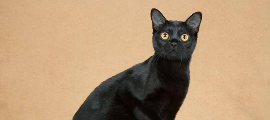 适合养黑猫的人（选择黑猫作为您的伴侣，喜欢神秘与优雅的你别错过）
