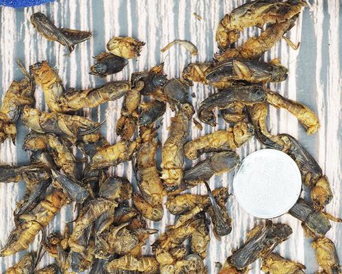 如何用药物给土狗打胎？（以土狗吃什么药能打胎？一种简单可行的方法解决繁殖问题）