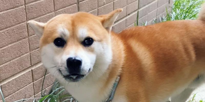 狗狗不知道吃了什么一直吐？解决方法曝光！（保护你的爱犬健康的关键在于及时处理食物中毒问题）