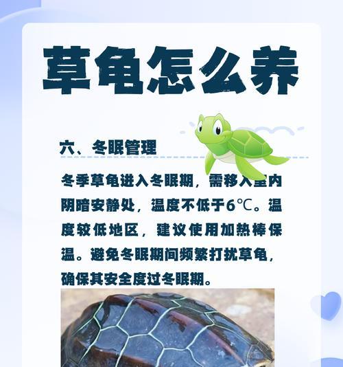 草龙的饮食习惯与喜好（揭秘草龙的食谱及营养需求）