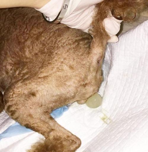 照顾狗狗产后需注意什么？（细致关怀让你的母犬和幼崽健康成长）