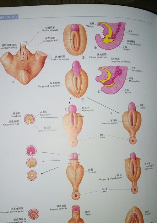 公猫为什么咬人还叫？（探索公猫咬人和叫的原因及解决方法）