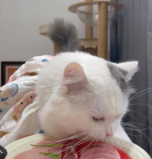 猫咪如何增重健康地长胖？（探索猫咪增重的饮食和生活方式）