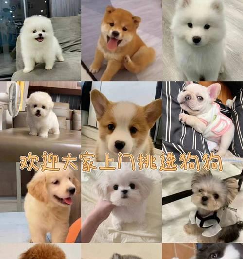 比熊与其他犬种的杂交探索（拥抱多样性，创造独特之犬）
