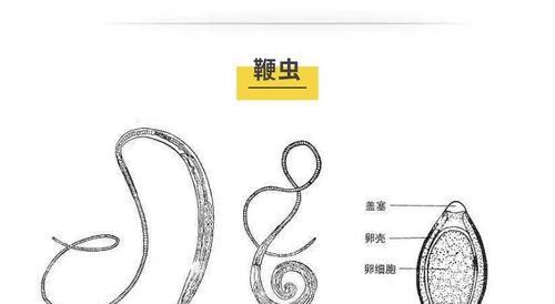 了解狗狗钩虫的外貌特征（揭秘狗狗钩虫的生态习性和对犬类健康的影响）
