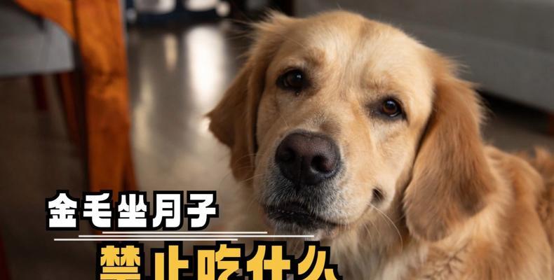 我家金毛（揭秘金毛的食欲奇迹与挑食心理）